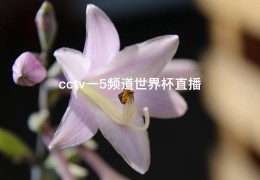 cctv一5频道世界杯直播