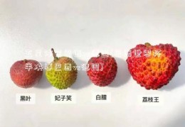 五星体育巴西vs德国(巴西世界杯半决赛巴西vs德国)